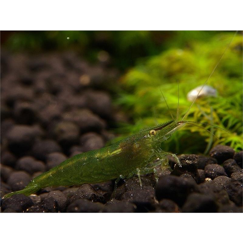 Creveti Caridina Babaulti Green - imagine 5